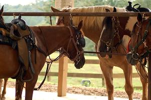 horseback riding jamaica cruise tours